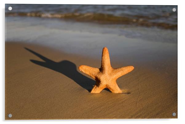 Starfish on a beach Acrylic by Shaun Jacobs