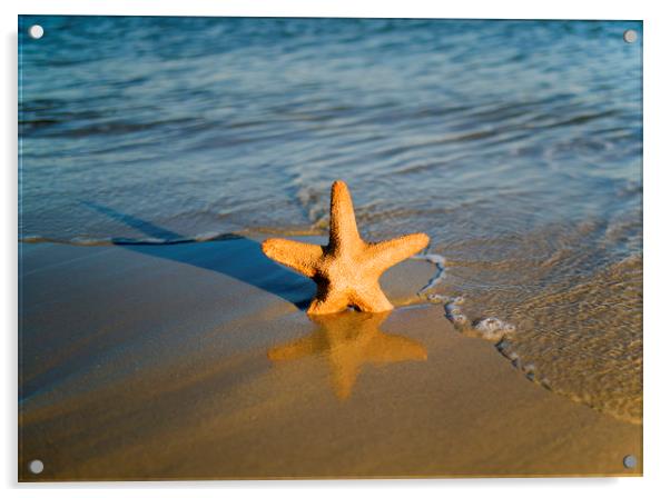 Starfish on the beach  Acrylic by Shaun Jacobs