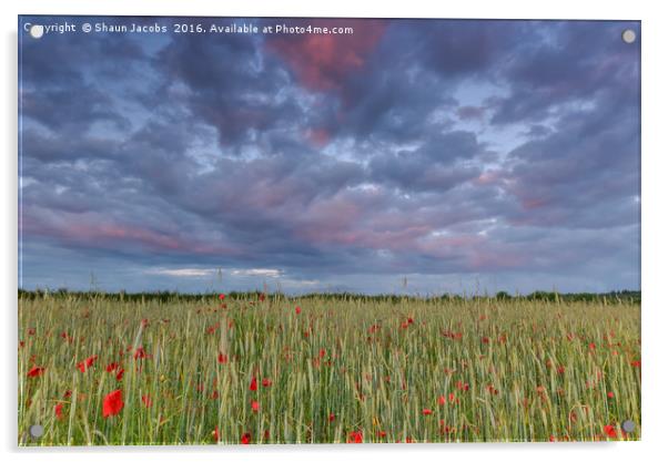 Poppies at sunset  Acrylic by Shaun Jacobs
