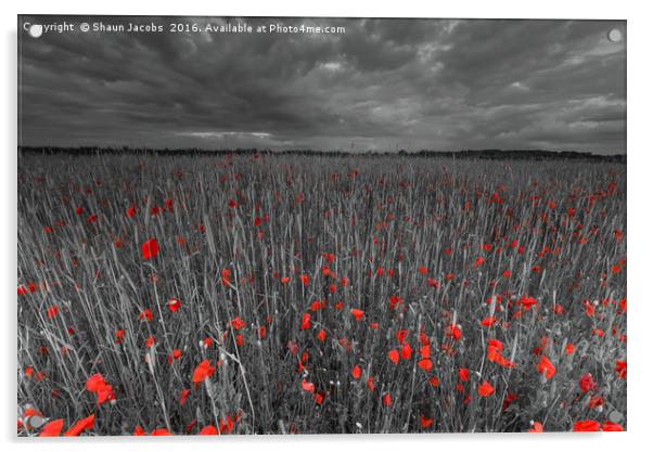 Poppy field  Acrylic by Shaun Jacobs