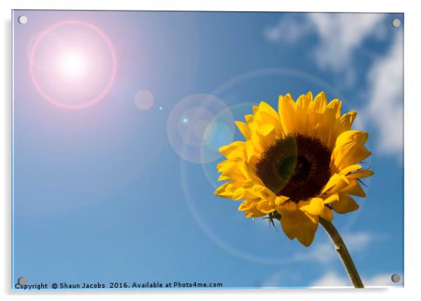 Sunflower  Acrylic by Shaun Jacobs