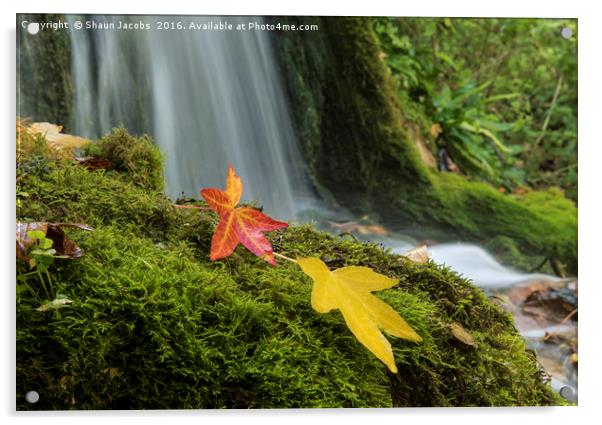 Little Bredy Autumnal waterfall  Acrylic by Shaun Jacobs