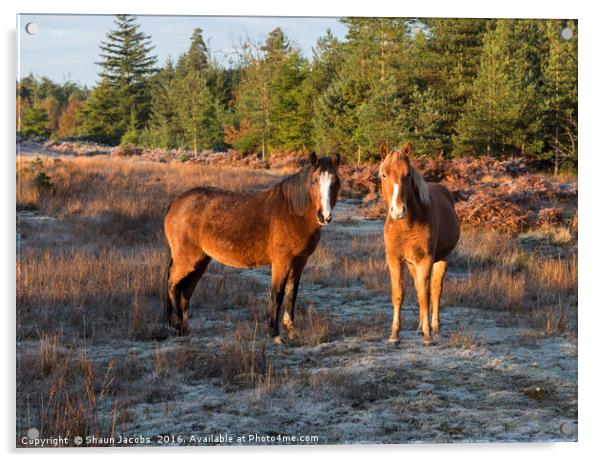 New Forest Ponies  Acrylic by Shaun Jacobs