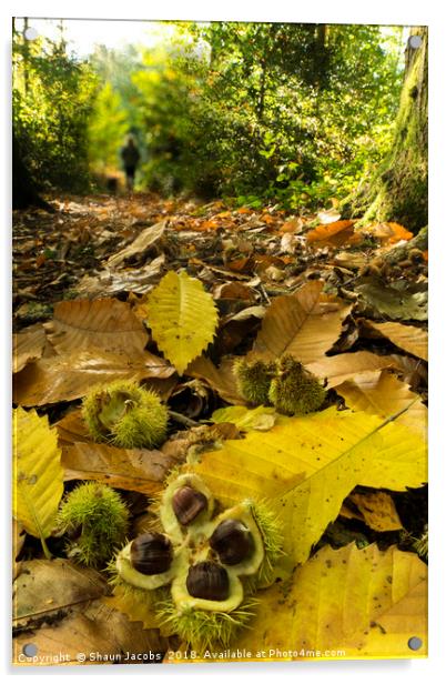 Autumnal forest floor  Acrylic by Shaun Jacobs