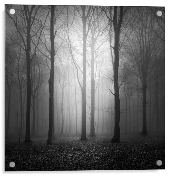 Woodland In The Fog Acrylic by Ian Barber