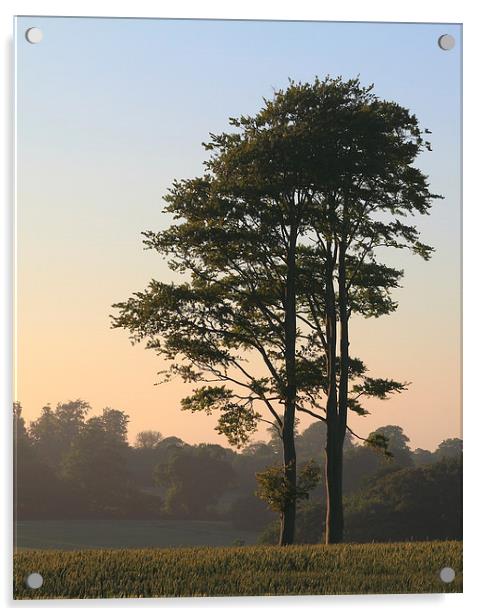 Trees at dusk Acrylic by Martin Collins