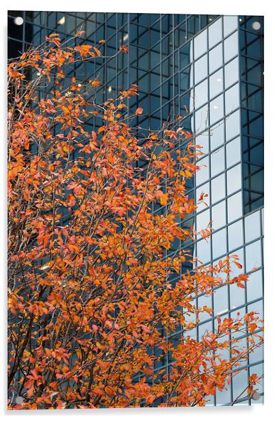 Autumnal tree contrasting with glass Acrylic by Martin Collins