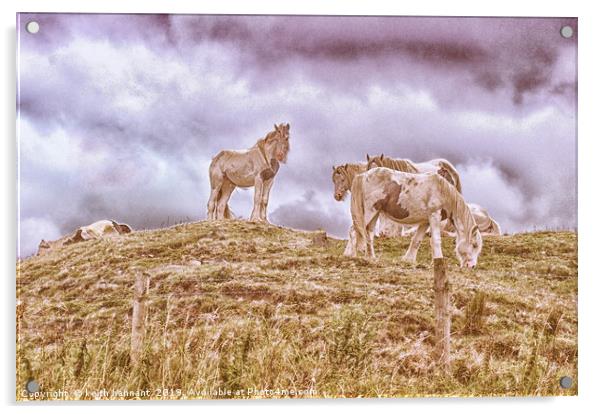 herd of pinto horses Acrylic by keith hannant