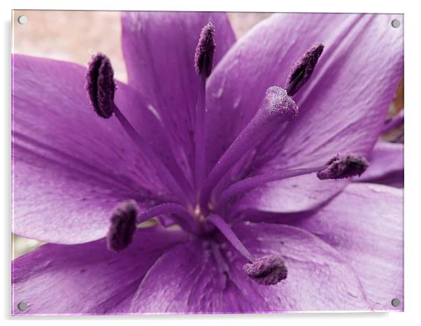Purple Lily Flower Acrylic by Daniel Geer