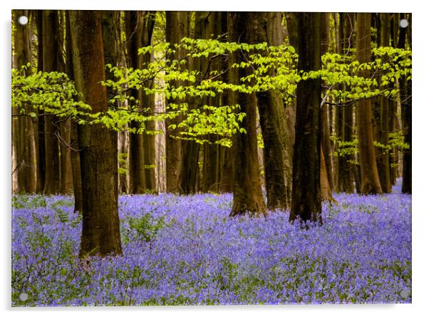 Bluebells in Challock woods Acrylic by Kelvin Trundle