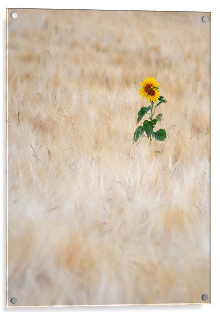 Summer Sunflower Acrylic by Kelvin Trundle