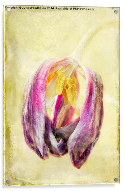 Faded Tulip Acrylic by Julie Woodhouse