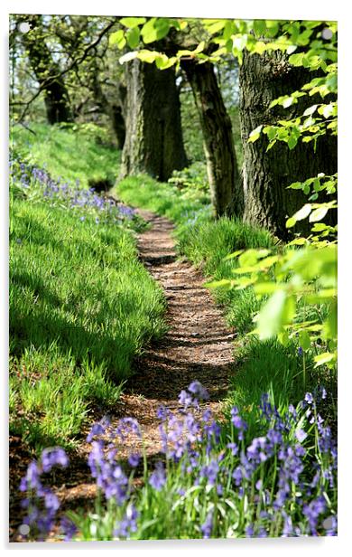 Spring Bluebell path Acrylic by John Keates