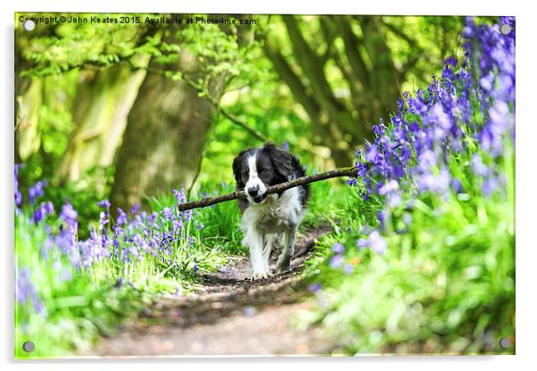 Molly the Border Collie enjoying fetching her stic Acrylic by John Keates