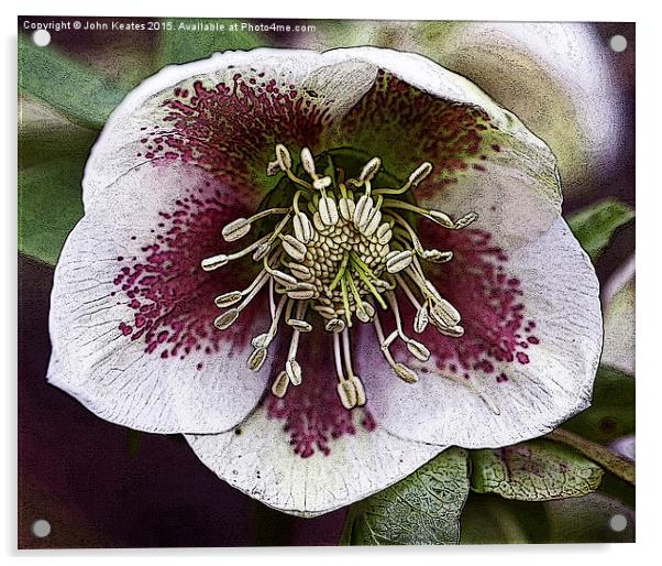  A purple and white Christmas Rose or Lenten rose  Acrylic by John Keates