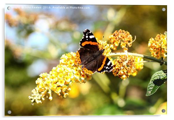 A Red Admiral butterfly on a Yellow Buddleja Acrylic by John Keates