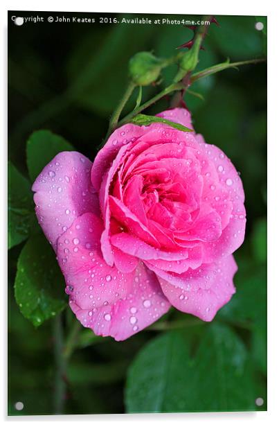 Gertrude Jekyll Rose covered in water droplets Acrylic by John Keates
