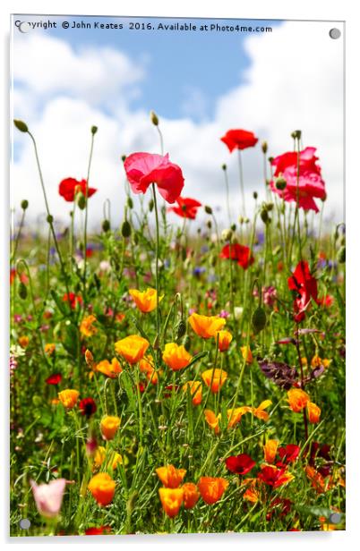 Wildflowers in a meadow on a sunny summers day Acrylic by John Keates