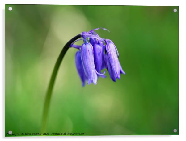 Close up of a Common Bluebell Acrylic by John Keates