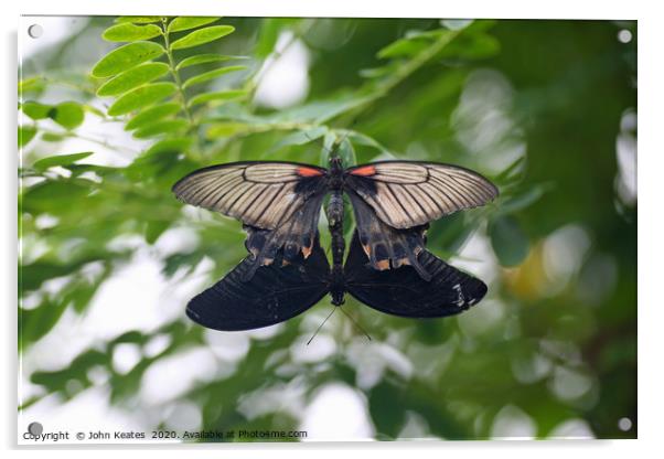 Mating Common Mormon (Papilio polytes) butterflies Acrylic by John Keates