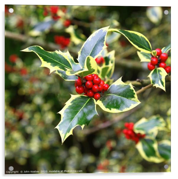 Common Holly, Ilex aquifolium 'Madame Briot' Acrylic by John Keates