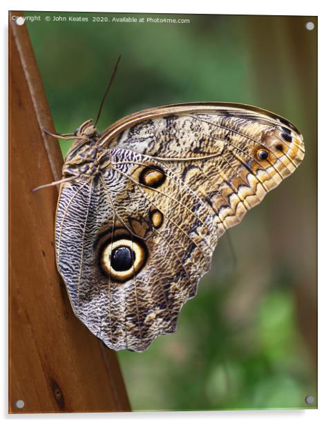 Owl Butterfly (Caligo Eurilochus) Acrylic by John Keates