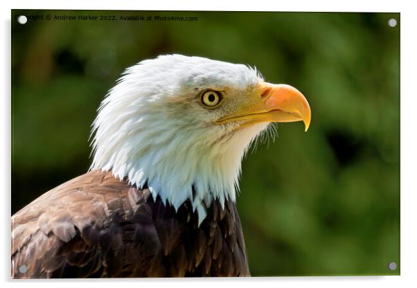 Bald Eagle (Haliaeetus leucocephalus) Acrylic by Andrew Harker