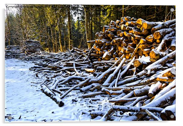 Snow covered woodpiles Acrylic by Andrew Harker