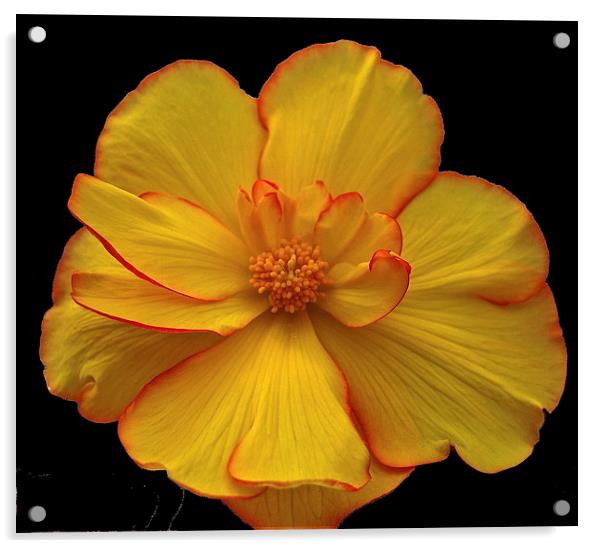 Yellow Flower Acrylic by sylvia scotting