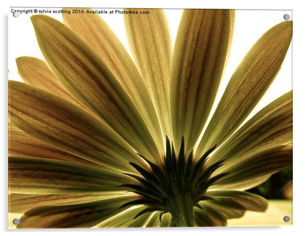  Flower Power Acrylic by sylvia scotting