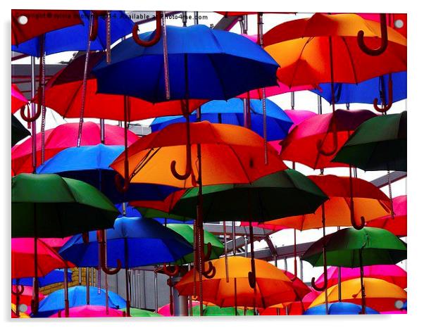  A shower of umbrellas  Acrylic by sylvia scotting