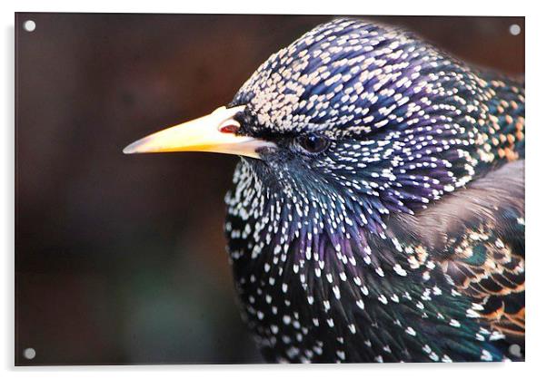  Starling in all its splendour Acrylic by sylvia scotting