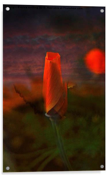  Poppy Bud Acrylic by sylvia scotting