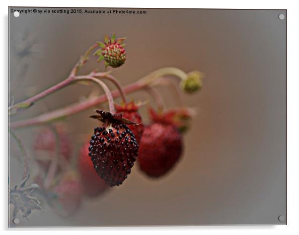  Wild Strawberries Acrylic by sylvia scotting