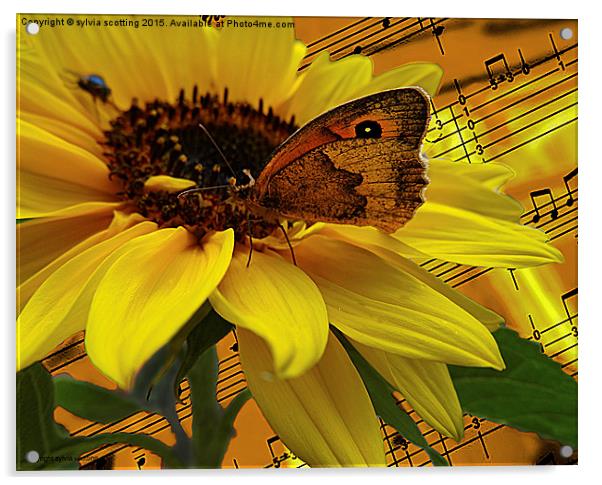 The  Butterfly who loved music Acrylic by sylvia scotting