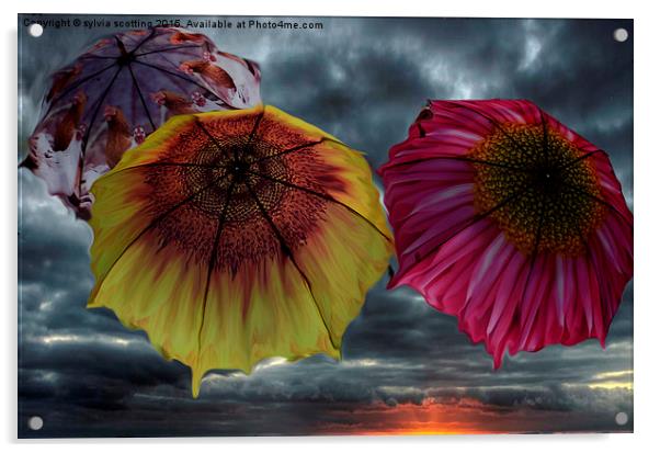  Flight of the umbrellas  Acrylic by sylvia scotting