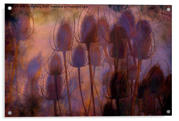  Sunset and thistles  Acrylic by sylvia scotting