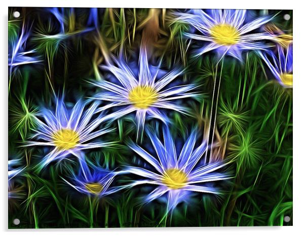 Star Flowers  Acrylic by sylvia scotting
