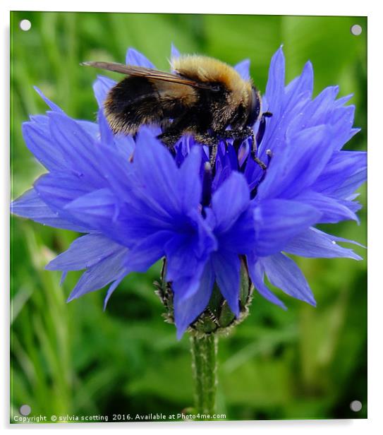 Honey Bee Acrylic by sylvia scotting