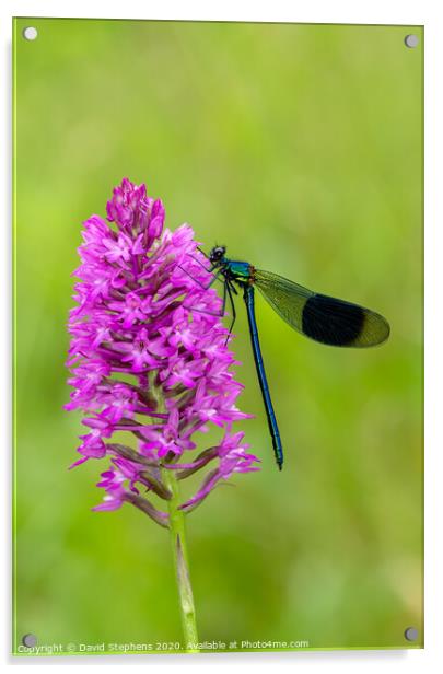 Banded Demoiselle damselfly and orchid Acrylic by David Stephens