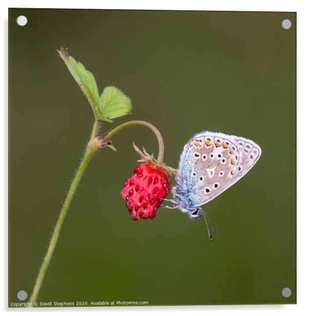 Common blue butterfly on a wild strawberry Acrylic by David Stephens