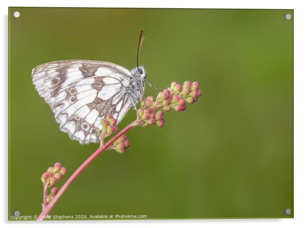 Marbled white butterfly on a flower Acrylic by David Stephens
