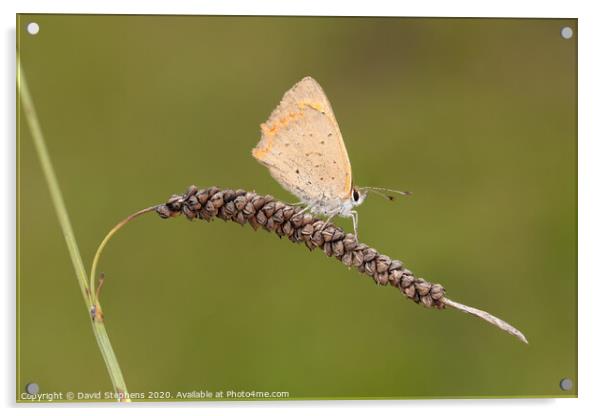 Meadow brown butterfly Acrylic by David Stephens