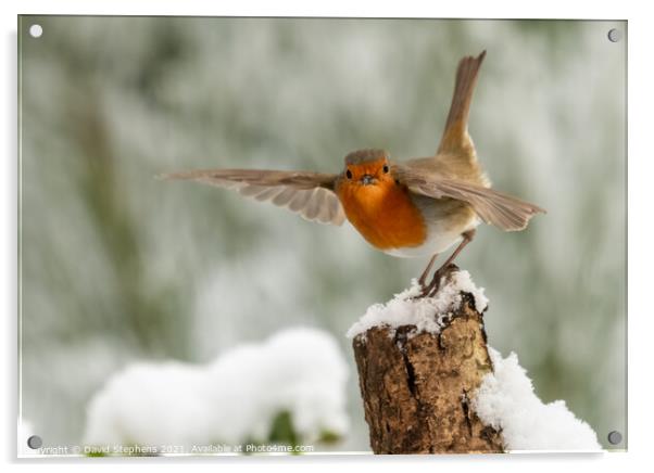 Robin in the snow Acrylic by David Stephens