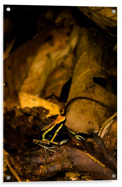 Yellow Frog Acrylic by Joanna Pantigoso