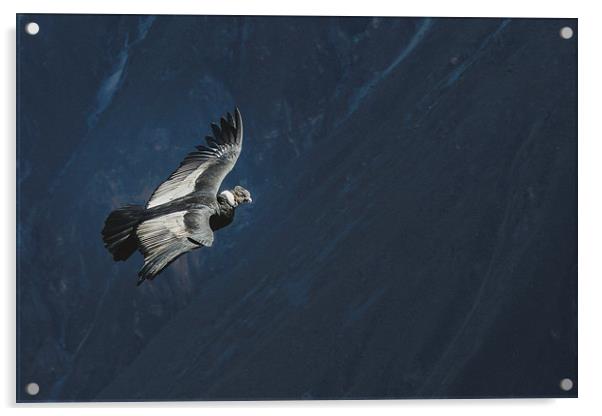 Condor in Peruvian Highland Acrylic by Joanna Pantigoso