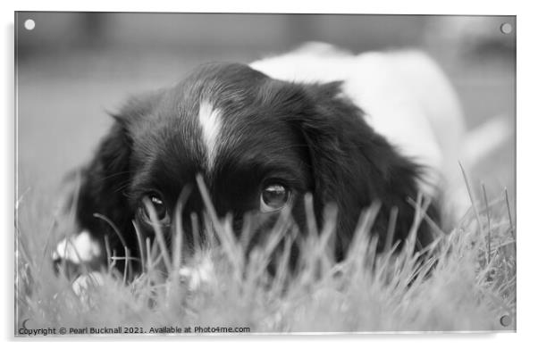 Springer Spaniel Puppy Dog Peeping Mono Acrylic by Pearl Bucknall