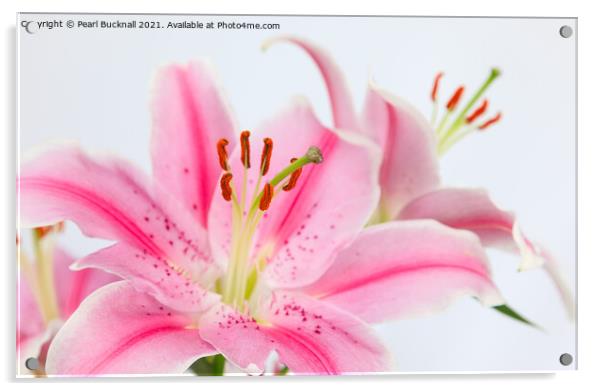 Pink Lilies Lily Flowers Flora Acrylic by Pearl Bucknall