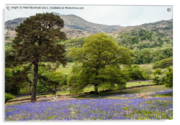 Welsh Bluebells in Snowdonia Countryside Acrylic by Pearl Bucknall