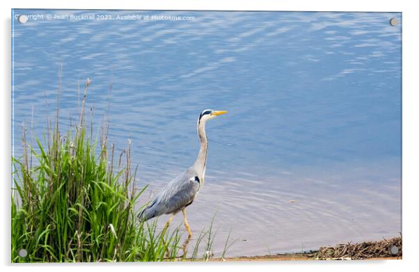 British Birds Grey Heron Walking in a River Acrylic by Pearl Bucknall